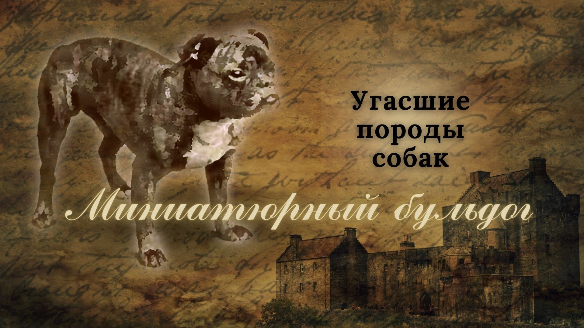 Угасшая порода - Той бульдог