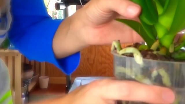 Как выбрать хорошую орхидею / How To Choose A Good Orchid.