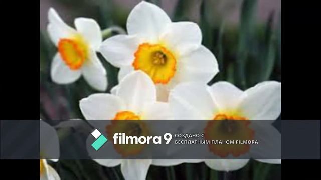 Нарциси смотреть онлайн