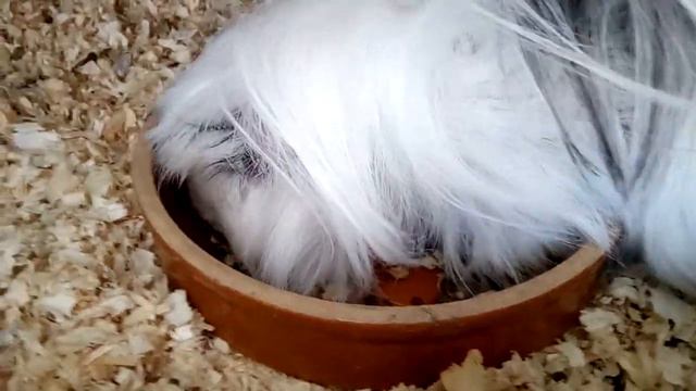 Утро с питомцами 🌞🐾 смотреть онлайн