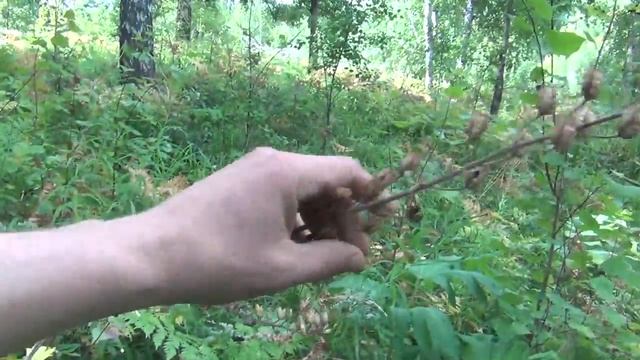 Малина крупная Крупные ягоды Сорт малины Даная смотреть онлайн