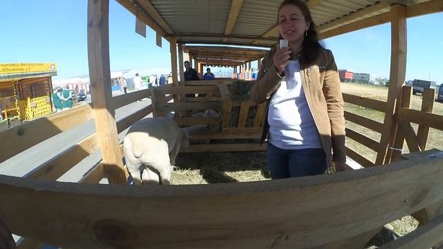 Белагро-2018 овцы породы Иль де Франс смотреть онлайн