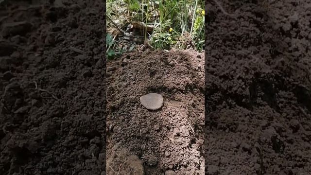 Первые выходы с Nokta & Makro Simplex Plus после Легенды. смотреть онлайн