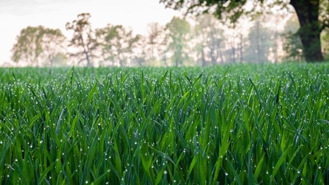 Звуки дождя с грозой для сна, учебы и медитации смотреть онлайн