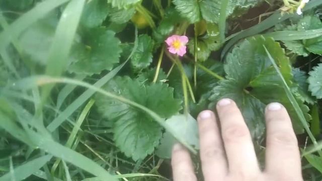 05.08.21 цветет садовая земляника Иришка смотреть онлайн