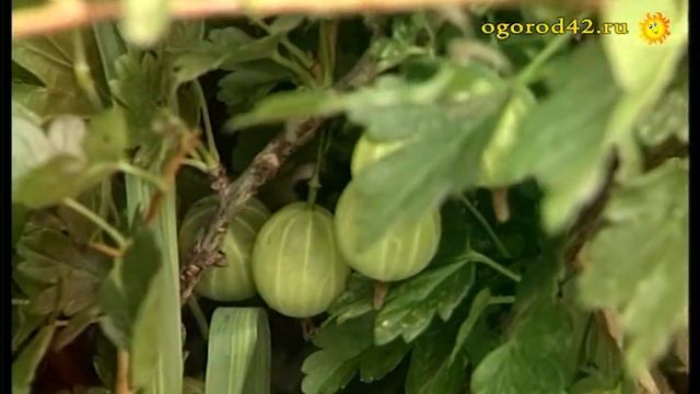 Кустарники для "ленивого" садовода. О крыжовнике и смородине смотреть онлайн