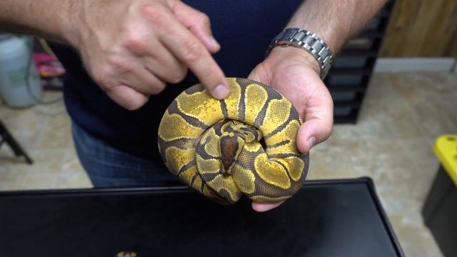 Cutting a Ball Python Clutch of Double Het Lavender Albino Clowns! смотреть онлайн