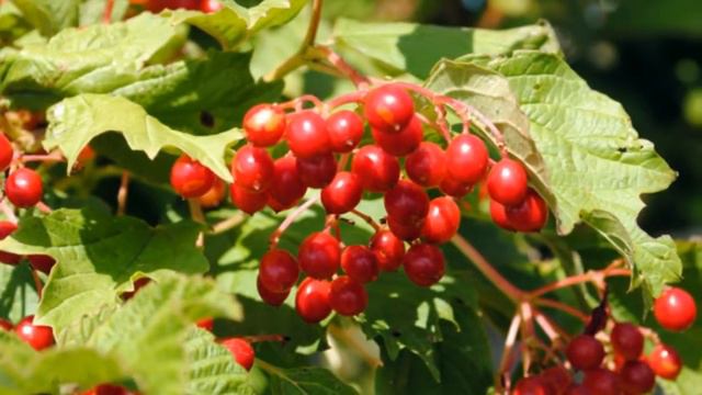 Калина красная исп. Елена Саларёва - Грин смотреть онлайн