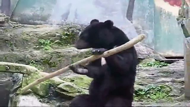Kung Fu Bear | Real Video | amazing preference смотреть онлайн