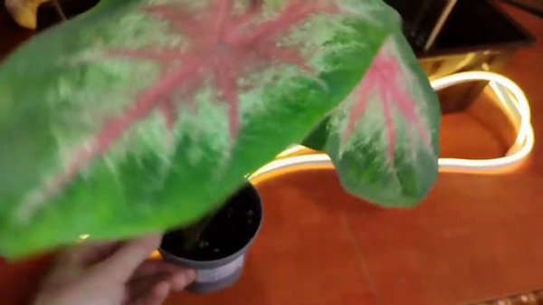 КАЛАДИУМЫ обзор (CALADIUM )