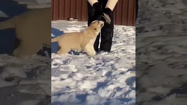 Щенки среднеазиатской овчарки алабаи из питомника Таёжный Талисман #алабай #сао #щенкиалабая смотреть онлайн
