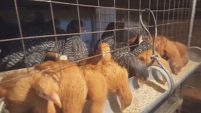 Растим здоровую птицу. Рыбий жир - супер добавка. смотреть онлайн