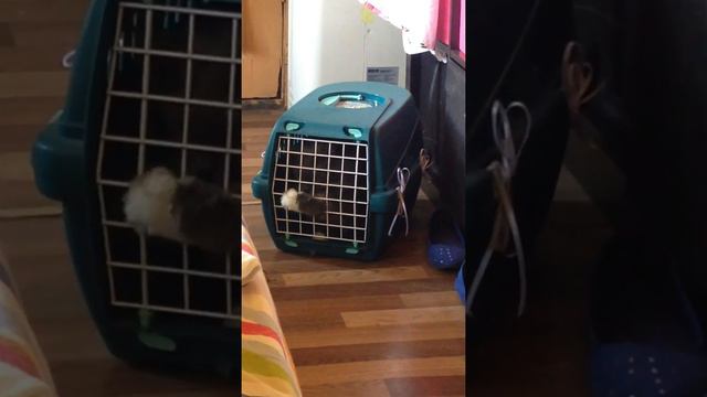 Кот показывает фак смотреть онлайн