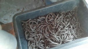 РЕАЛЬНЫЙ выход масла из 32 кг семечки. Самодельный маслопресс, холодного отжима.