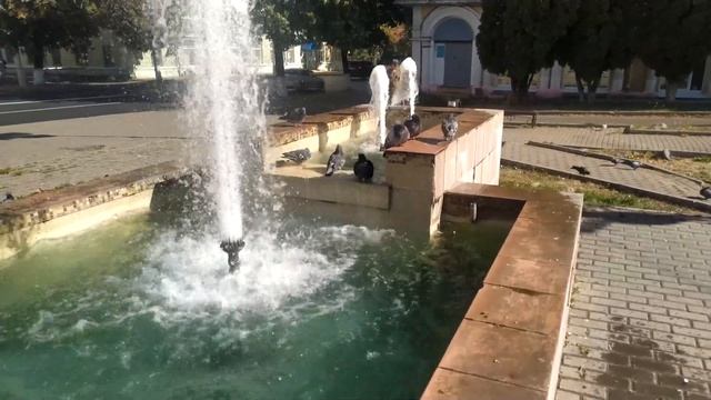 Голуби купаются в фонтане смотреть онлайн