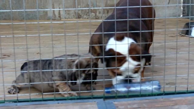 английский бульдог щенок тигра смотреть онлайн