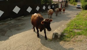 Коровы и лошади в Сочи все чаще выходят на трассы и провоцируют ДТП