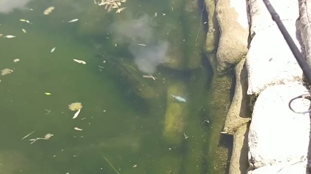ROBOTIC FISH Catches BIG FISH!!! смотреть онлайн