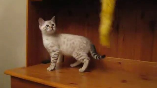Seal Lynx Bengal kitten смотреть онлайн