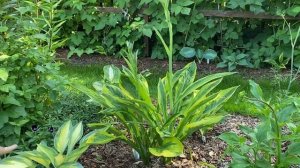 Хосты в моём саду 2022