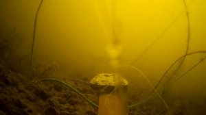 МАНКА С КОШАЧЬИМ КОРМОМ, ЛЕЩ, ОКУНЬ, РЕАКЦИЯ РЫБЫ, ПОДВОДНОЕ ВИДЕО, UNDERWATER FISHING KITEKAT