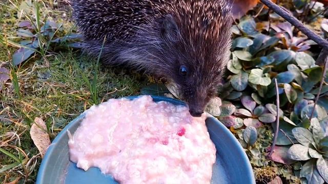 У ёжика обед смотреть онлайн