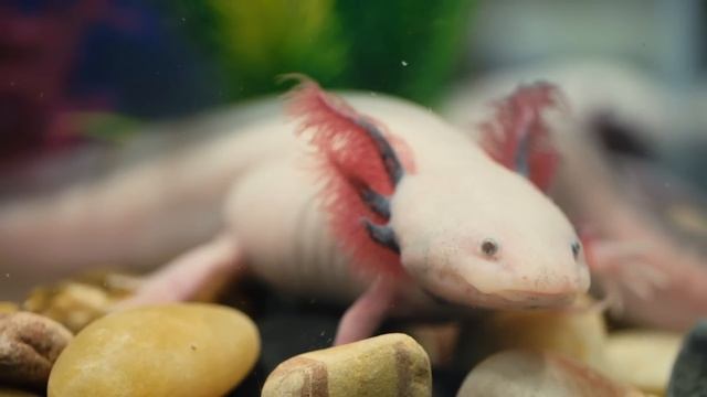 Absurd Creatures | This Salamander Could Teach Humans How To Regrow Limbs