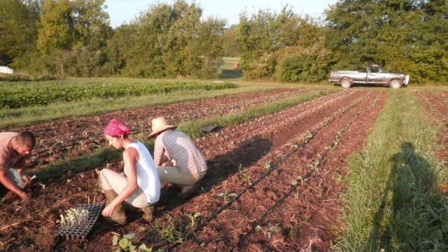 brassica planting смотреть онлайн