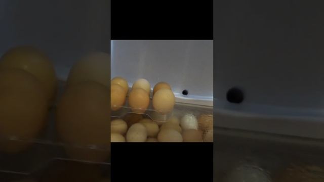 Как хранить куриные яйца?Как проверить яйца! Как выбирать яйца! смотреть онлайн