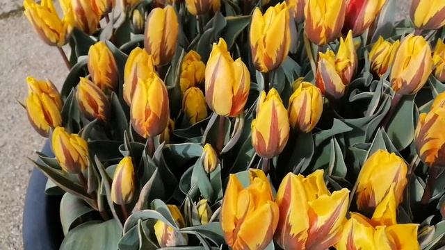 Музейная площадь Амстердама смотреть онлайн