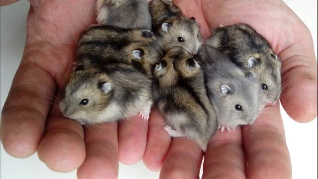 Джунгарский хомяк|Джунгарик|Dzungarian hamster|Dzungarik смотреть онлайн