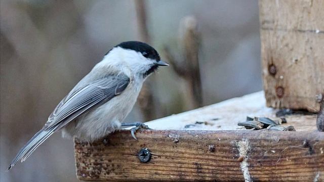 Осенние хлопоты (4К) смотреть онлайн