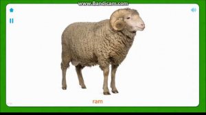 Домашние животные на английском. Карточки Домана.