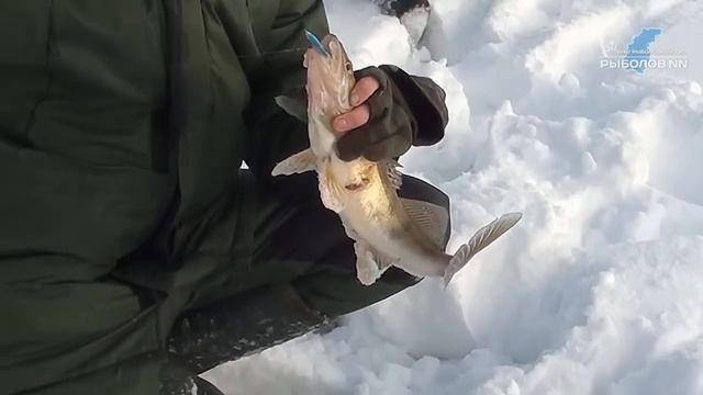 Река Ветлуга, Макарий. Судак на балансир смотреть онлайн