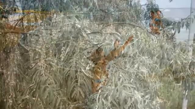 Поющие в терновнике. смотреть онлайн