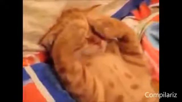 Прикольные животные которые ведут себя как люди Funny animals смотреть онлайн