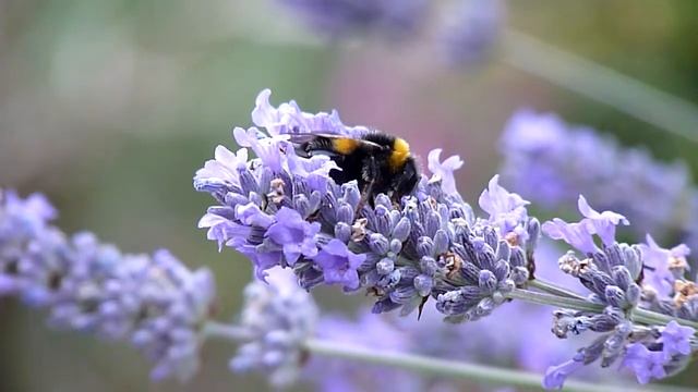 Panasonic Lumix FZ38 Bee Movie.m2ts смотреть онлайн