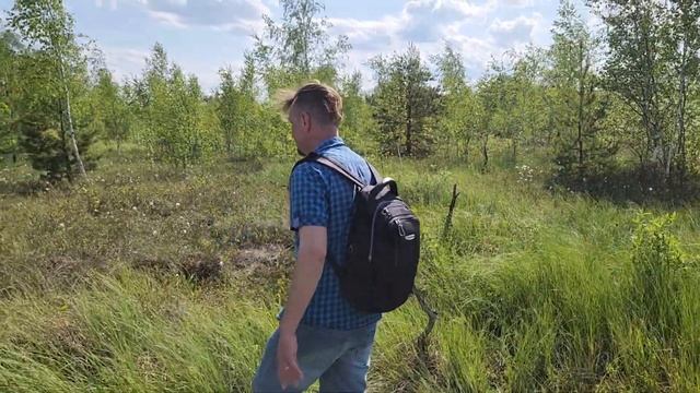 Росянки в Подмосковье/Гуляем по болоту. смотреть онлайн