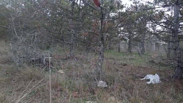 Фиолетовая рядовка в январе . 11.01.21 г. смотреть онлайн
