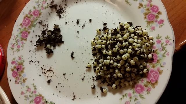 Яйца улиток. Моя улитка родила 347 яиц это ее первая кладка смотреть онлайн