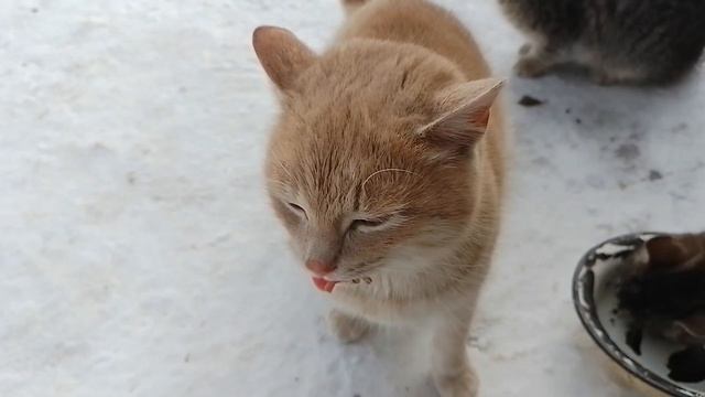Приютил трех кошек иду их кормить. смотреть онлайн
