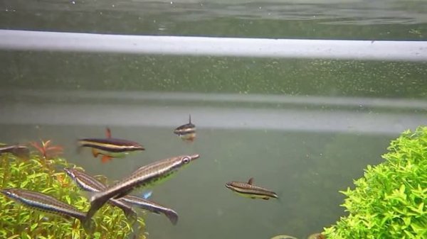 Machos nannostomus marginatus