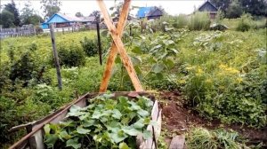 Шпалера для огурцов своими руками.
