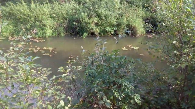 Красивый берег реки Моча 27.08.2021 Часть 2 смотреть онлайн