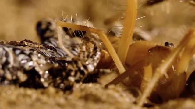 Фаланга – монстр из класса паукообразных смотреть онлайн