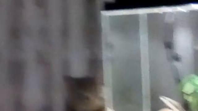кошка смотрит на аквариум смотреть онлайн