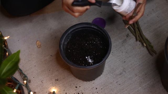 How To Grow Oleander Plant From Cutting | Propagation Of Oleander In Water | Kaner/Oleander In Wate