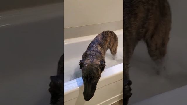 Щенок Голландской Овчарки Икс не хочет купаться / Dutch Shepherd X doesn't want to take a bath смотреть онлайн