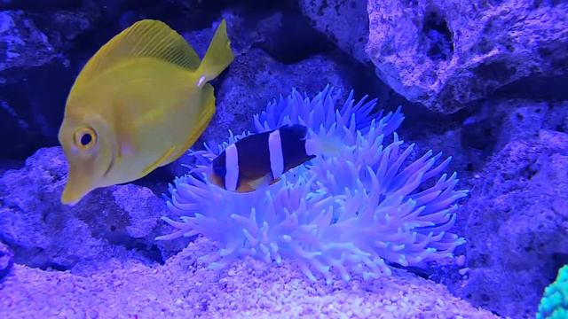 Long tentacle anemone with Crownfish 2016-09-18 смотреть онлайн