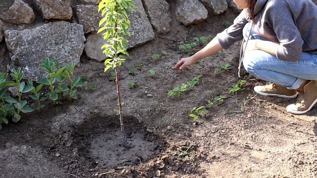 Что растет на даче в мае. Погуляем по огороду. смотреть онлайн